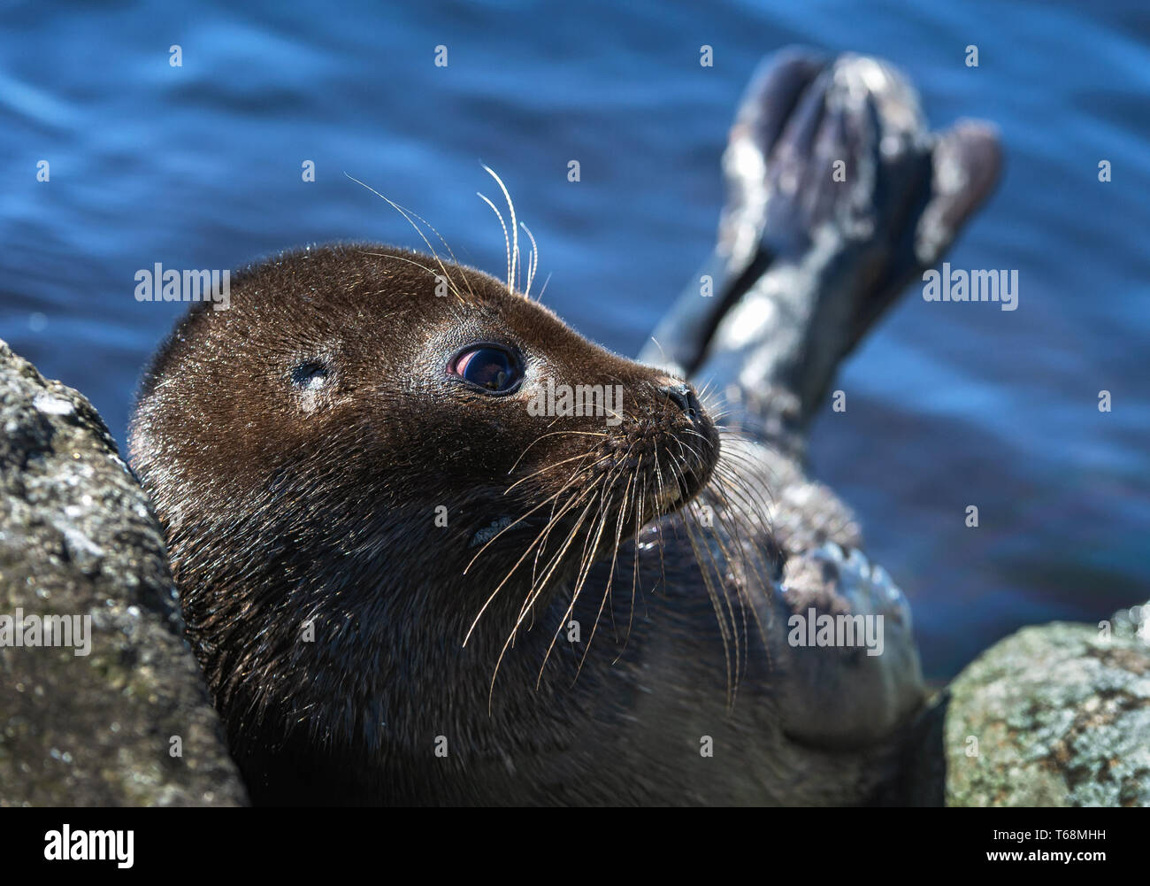 Il Ladoga inanellato guarnizione. Vista laterale verticale. Close up. Nome scientifico: Pusa hispida ladogensis. La guarnizione Ladoga in un habitat naturale. Il lago Ladoga. Rus Foto Stock