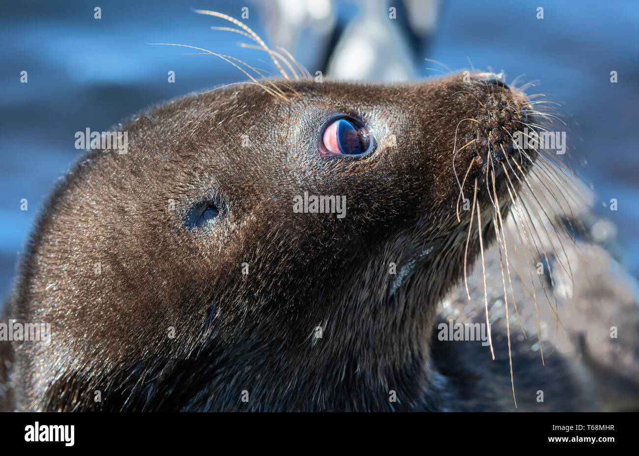 Il Ladoga inanellato guarnizione. Vista laterale verticale. Close up. Nome scientifico: Pusa hispida ladogensis. La guarnizione Ladoga in un habitat naturale. Il lago Ladoga. Rus Foto Stock