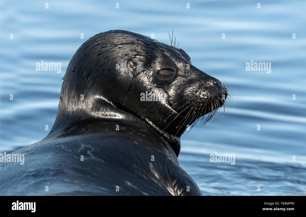 Il Ladoga inanellato guarnizione. Vista laterale verticale. Close up. Nome scientifico: Pusa hispida ladogensis. La guarnizione Ladoga in un habitat naturale. Il lago Ladoga. Rus Foto Stock