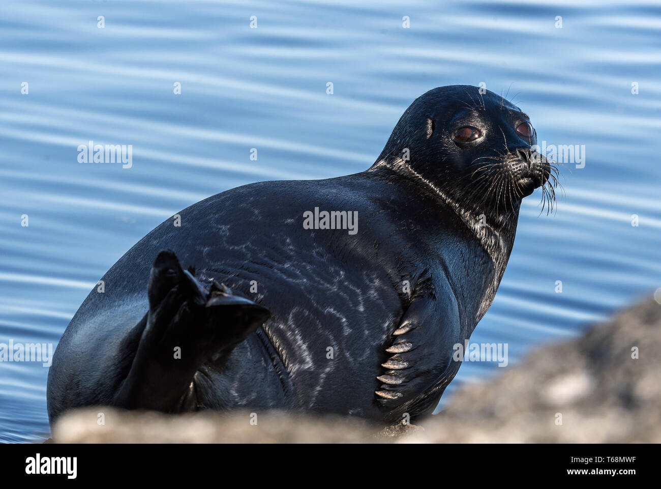 Il Ladoga inanellato guarnizione. Vista laterale verticale. Close up. Nome scientifico: Pusa hispida ladogensis. La guarnizione Ladoga in un habitat naturale. Il lago Ladoga. Rus Foto Stock