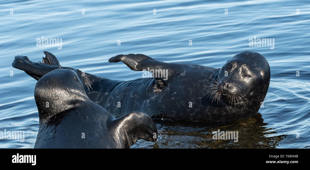 Il Ladoga inanellato guarnizioni. . Nome scientifico: Pusa hispida ladogensis. La guarnizione Ladoga in un habitat naturale. Il lago Ladoga. La Russia Foto Stock