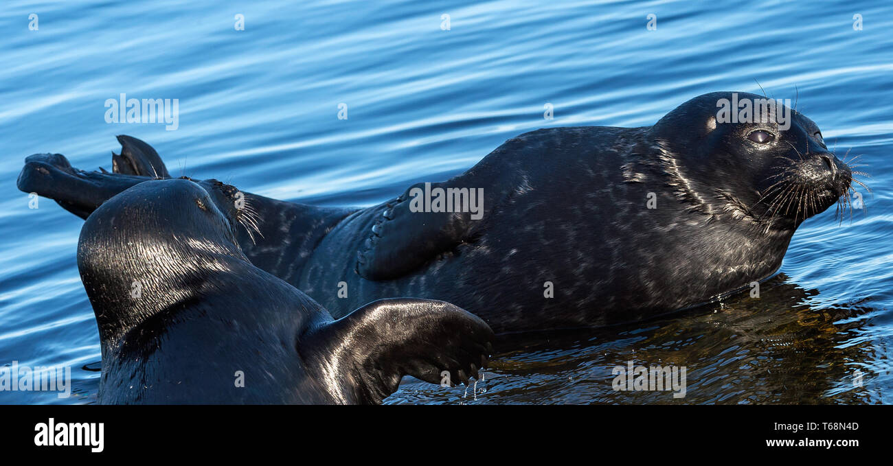 Il Ladoga inanellato guarnizioni. . Nome scientifico: Pusa hispida ladogensis. La guarnizione Ladoga in un habitat naturale. Il lago Ladoga. La Russia Foto Stock