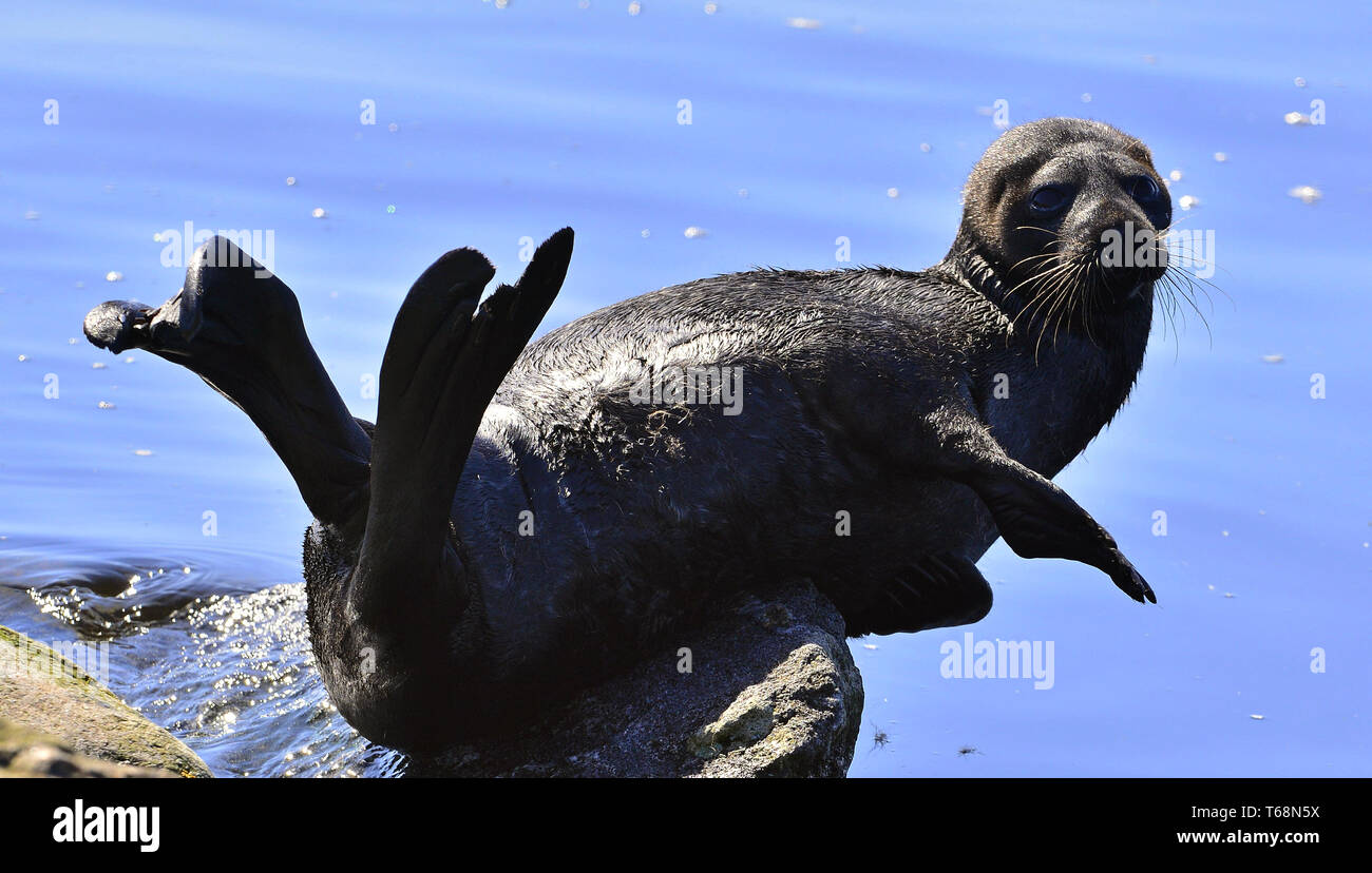 Il Ladoga inanellato guarnizione. Nome scientifico: Pusa hispida ladogensis. La guarnizione Ladoga in un habitat naturale. Il lago Ladoga. La Russia Foto Stock