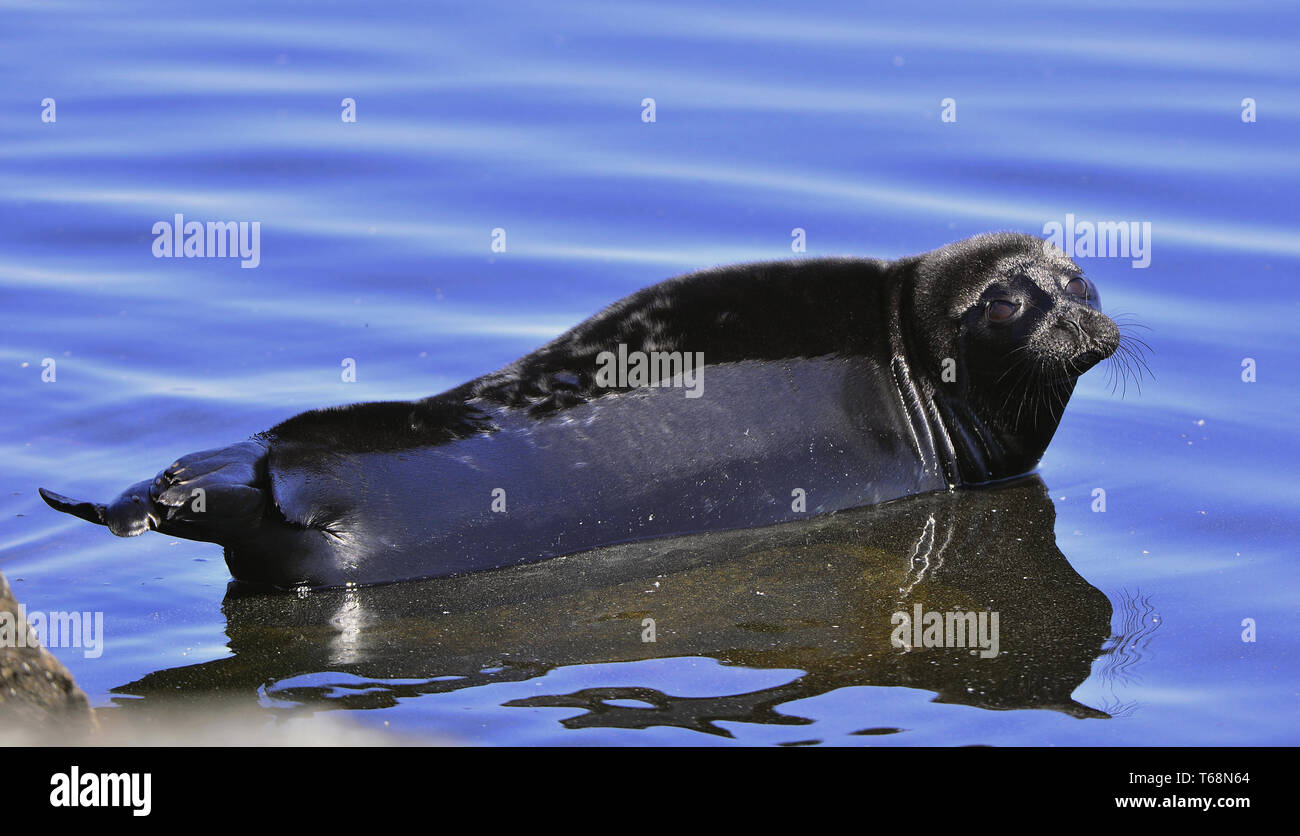 Il Ladoga inanellato guarnizione. Nome scientifico: Pusa hispida ladogensis. La guarnizione Ladoga in un habitat naturale. Il lago Ladoga. La Russia Foto Stock