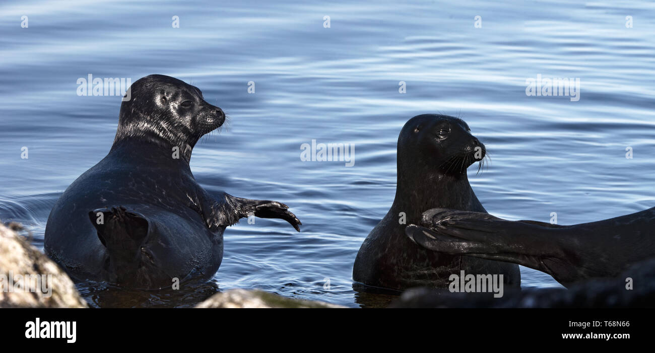 Il Ladoga inanellato guarnizioni. . Nome scientifico: Pusa hispida ladogensis. La guarnizione Ladoga in un habitat naturale. Il lago Ladoga. La Russia Foto Stock