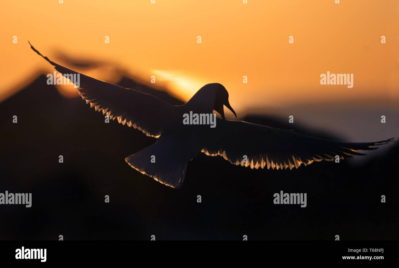 Il flying seagull in controluce del tramonto. Sullo sfondo del tramonto. Il nero-headed Gull nome scientifico: Larus ridibundus. Foto Stock