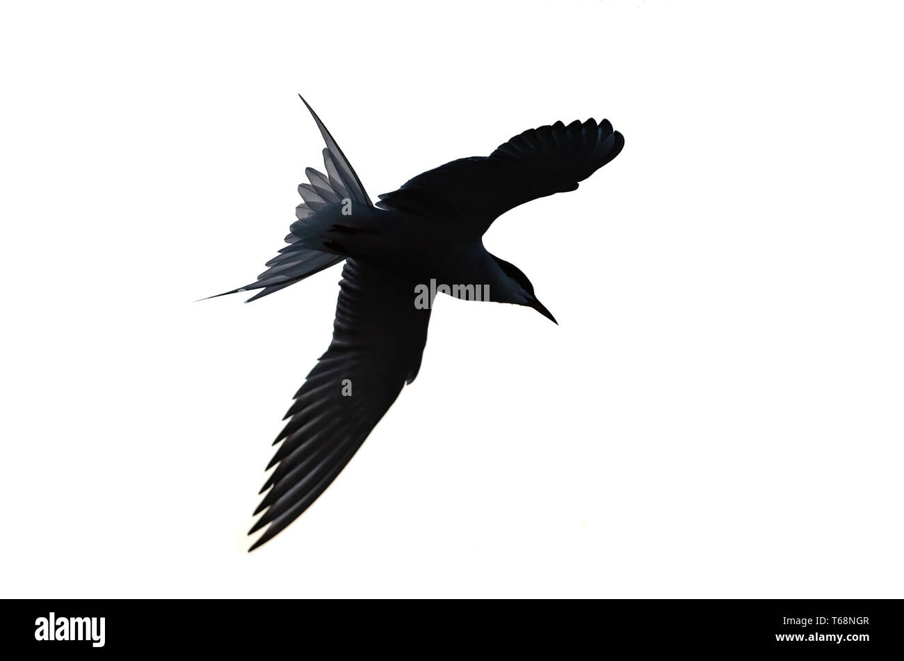 La silhouette di un flying terna . Sfondo bianco. Il Tern comune Nome scientifico: Sterna hirundo. Sternidae Foto Stock