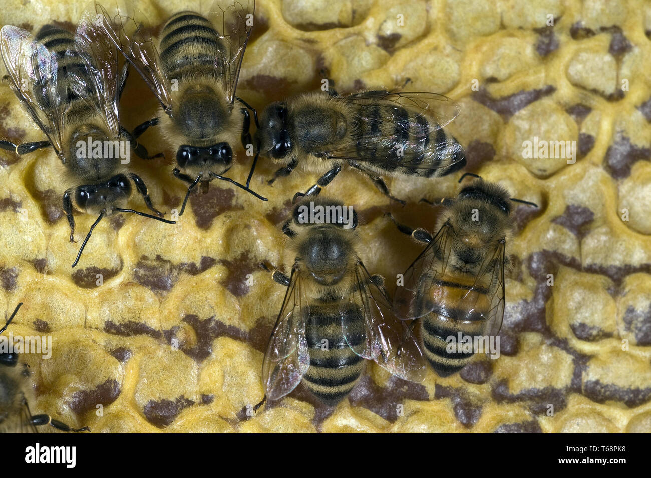 Il miele api (Apis mellifica) all'alveare Foto Stock