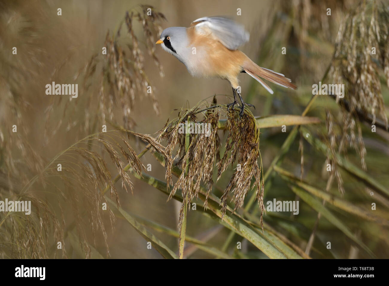 Reedling barbuto, Panurus biarmicus Foto Stock