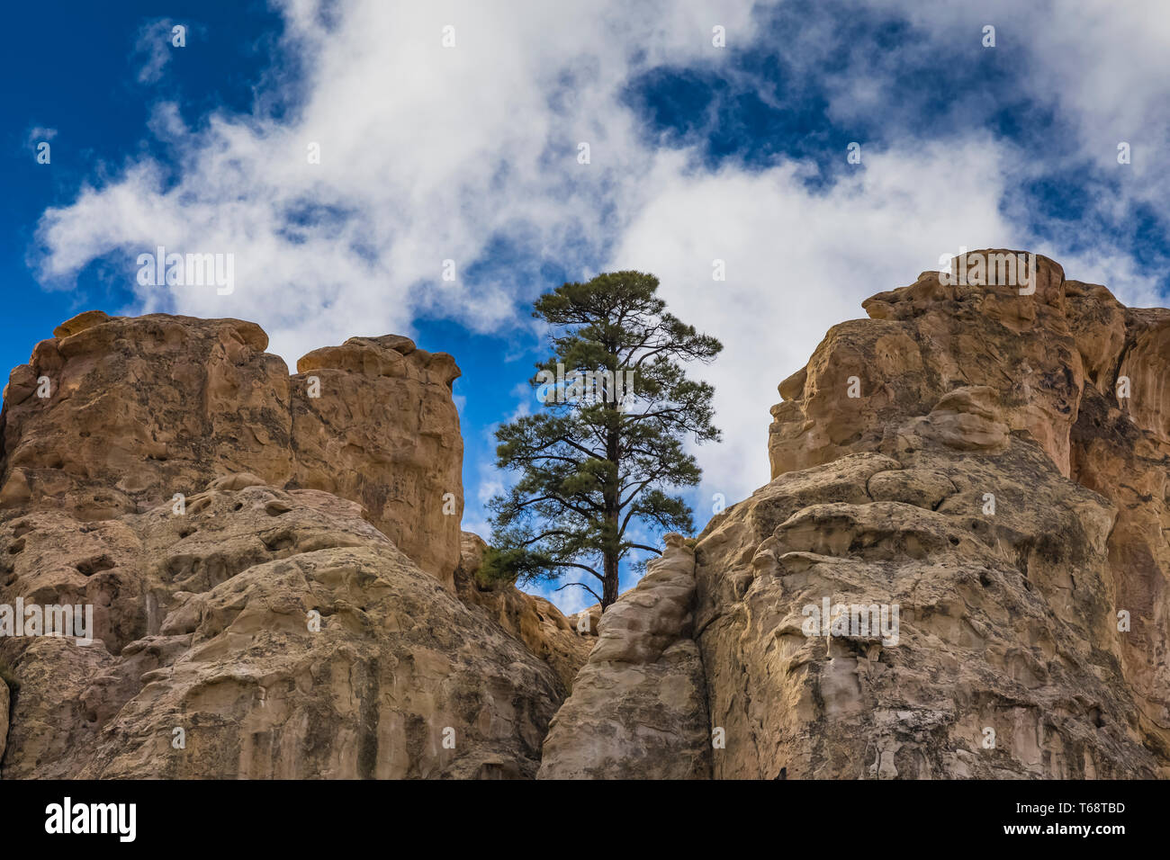 Lone Ponderosa Pine, Pinus ponderosa, alta sulla cima di iscrizione Rock in El Morro monumento nazionale, Nuovo Messico, STATI UNITI D'AMERICA Foto Stock