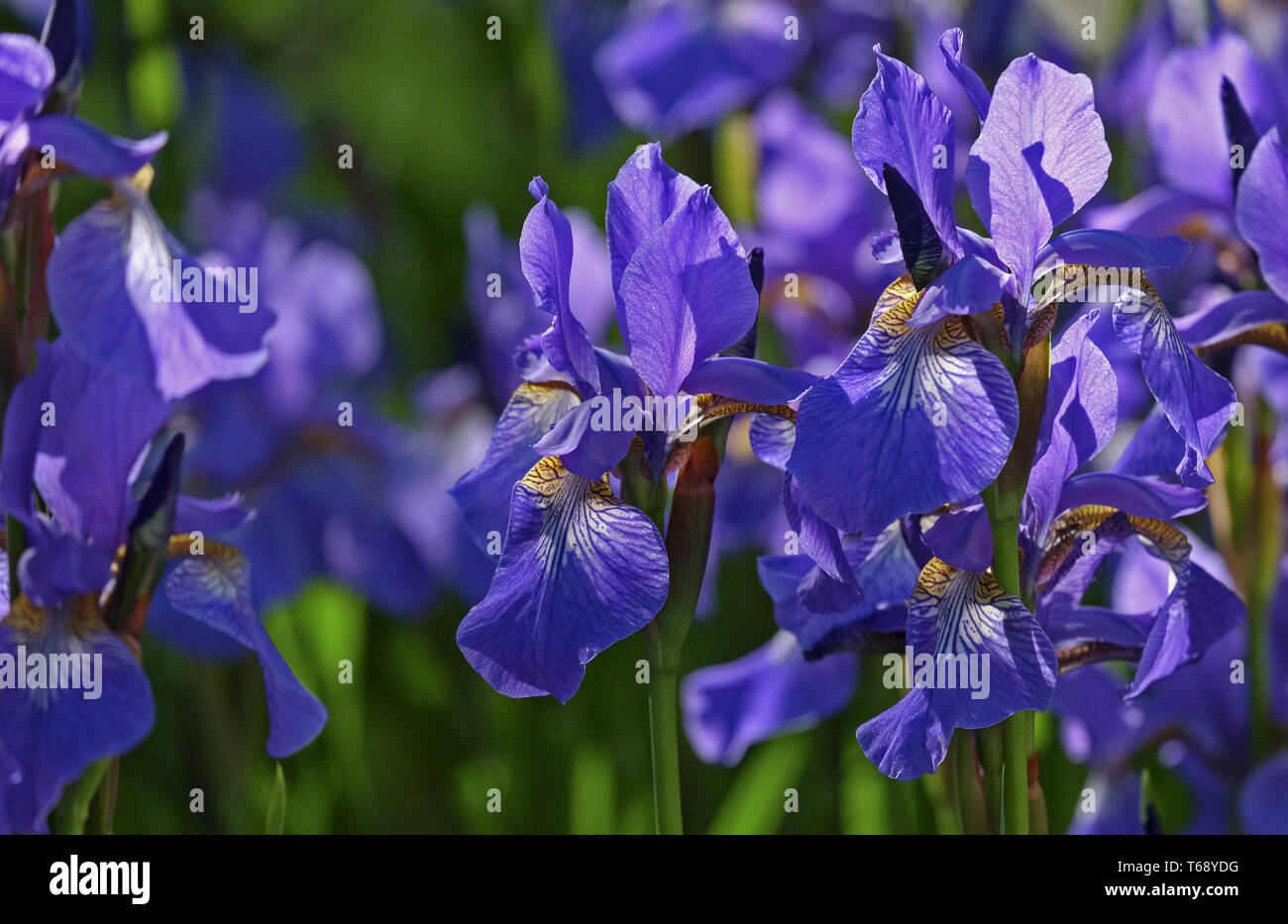 Iris siberiano Foto Stock