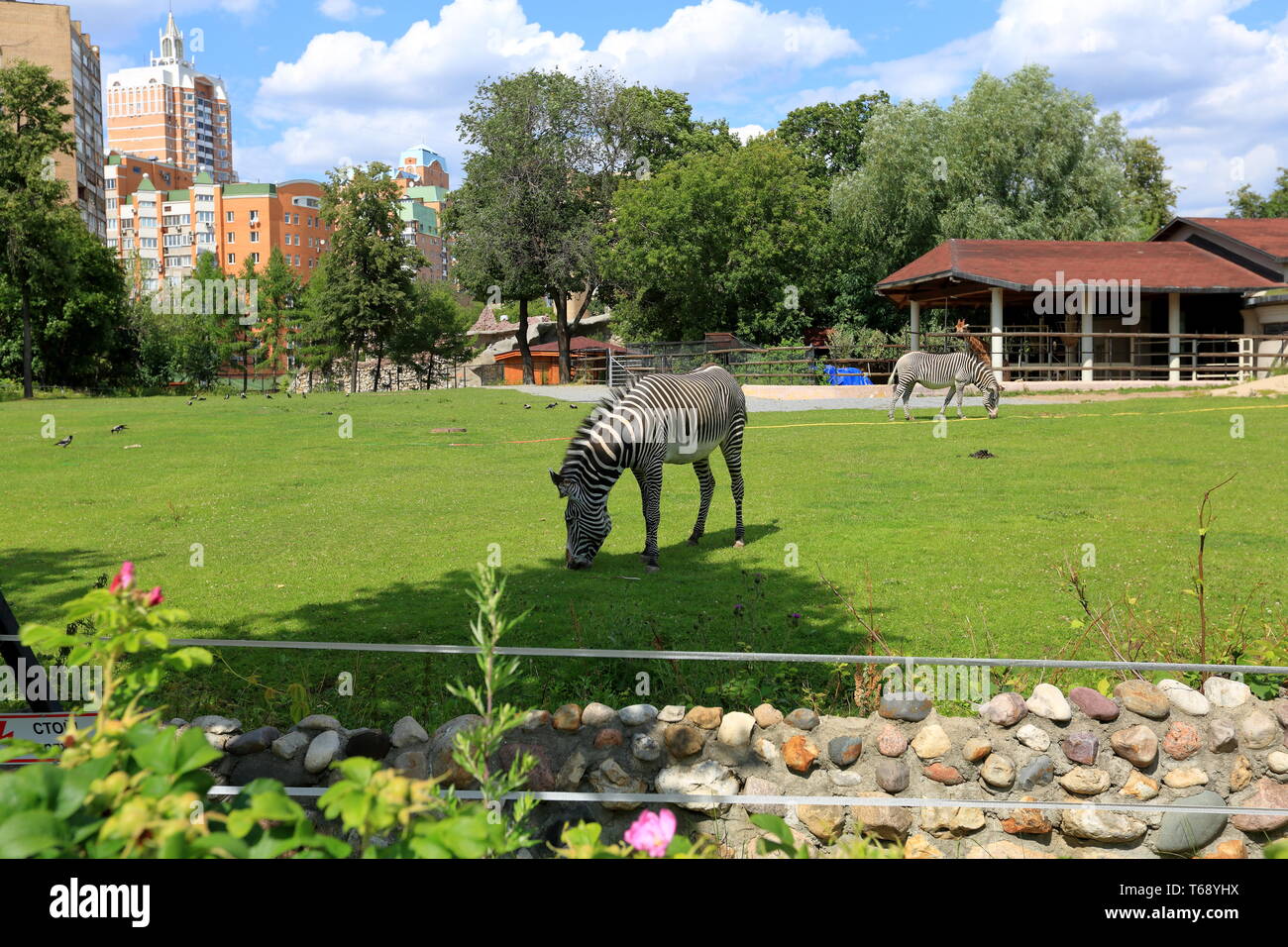 Zebre in zoo di Mosca Foto Stock