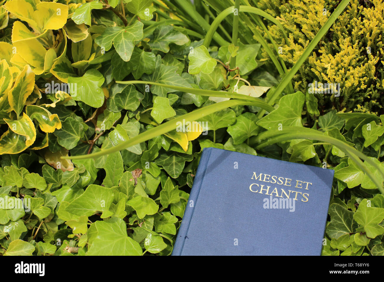 Livre de messe et chants dans du Lierre. Foto Stock