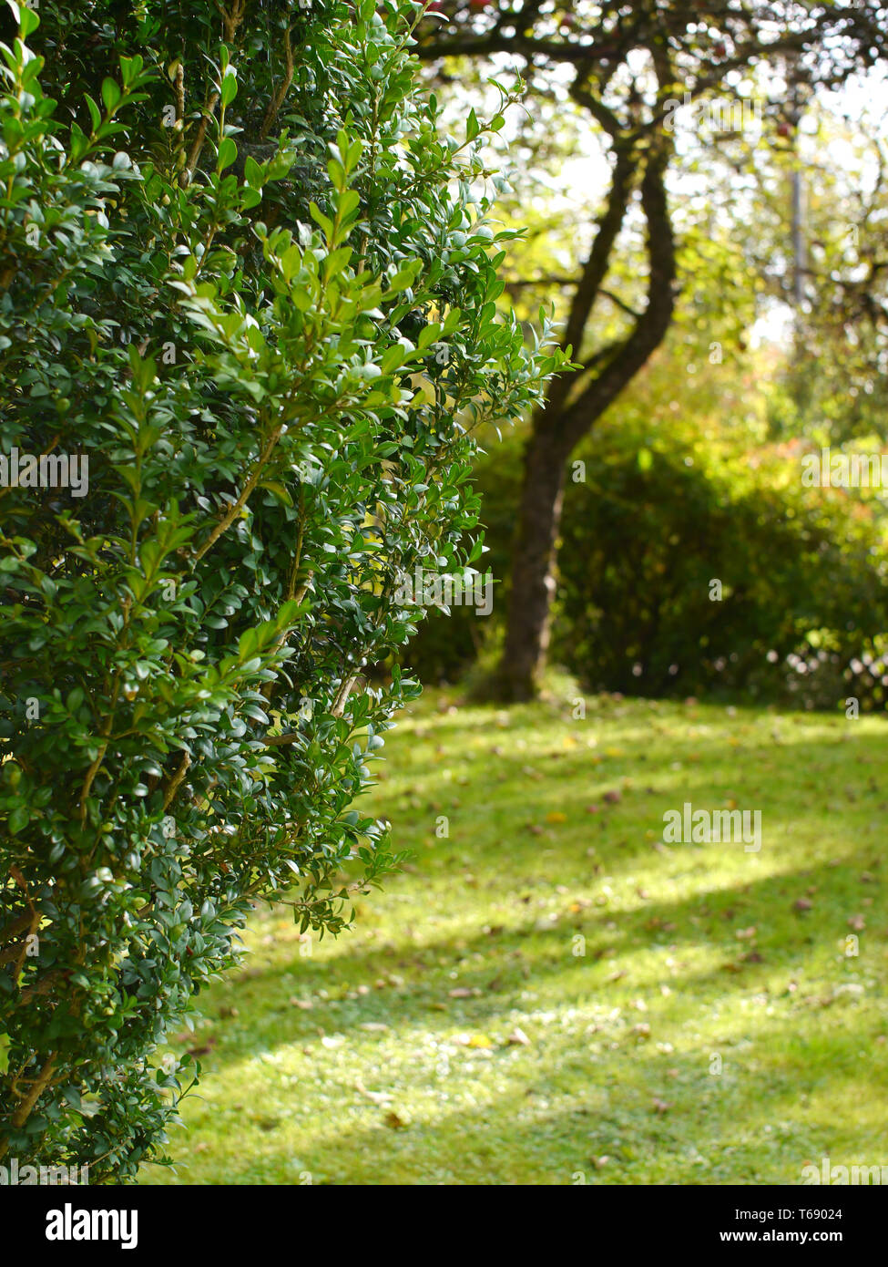 Una struttura di legno di bosso in un giardino con prato verde Foto Stock