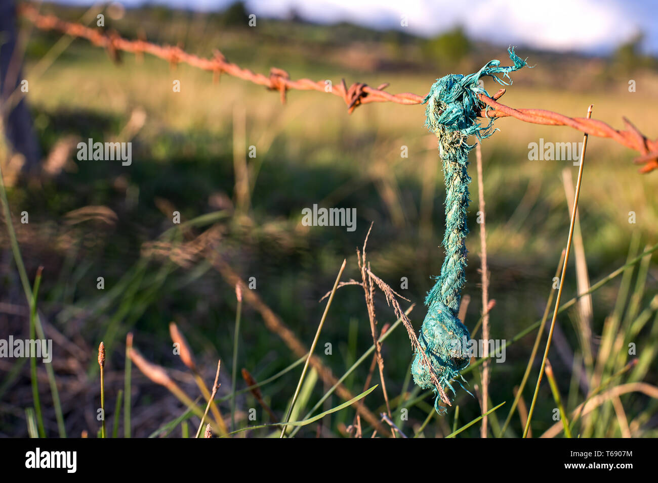 Fotografia di close-up di un pezzo di corda verde appeso un arrugginito barb wired recinzione in un campo. A Montagne Andine della Colombia centrale. Foto Stock