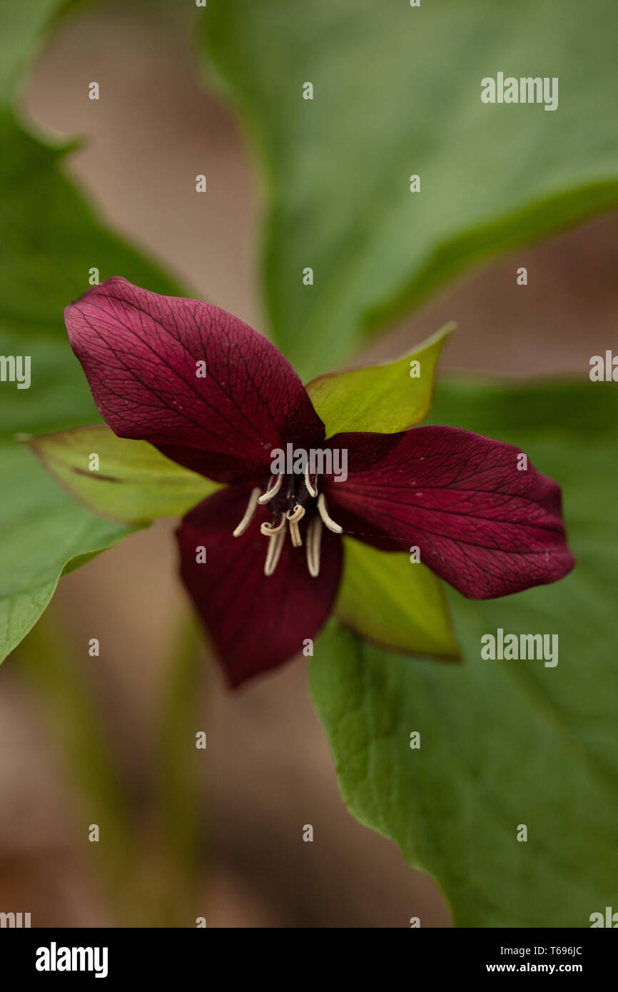 Trillium erectum, il trillium rosso, noto anche come wake robin, trillium viola, betroot, o Benjamin in naufragio, che cresce nei boschi del Massachusetts. Foto Stock