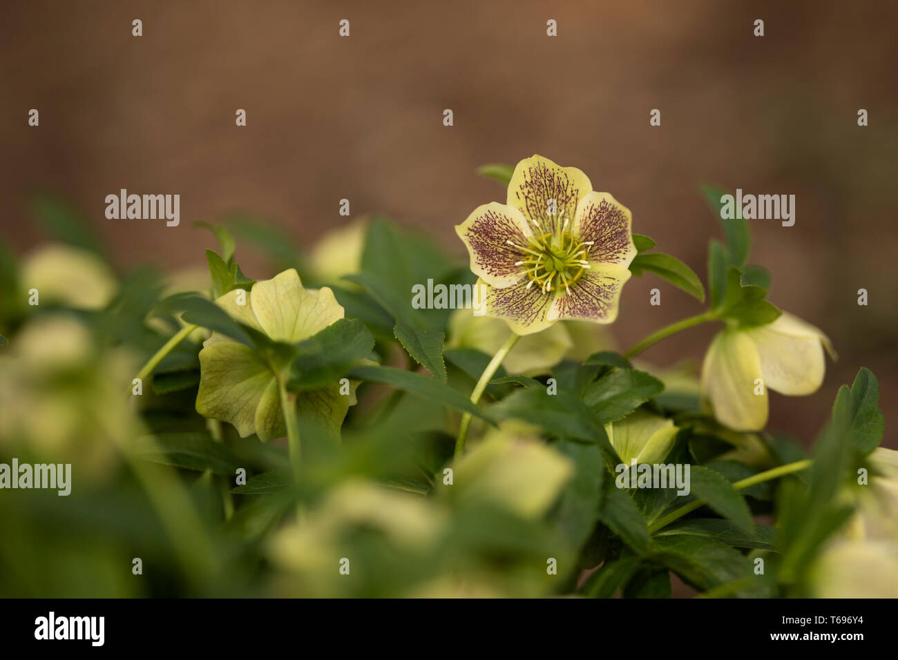 Helleborus orientalis, conosciuta anche come la rosa quaresimale, con fiori verdi. Foto Stock