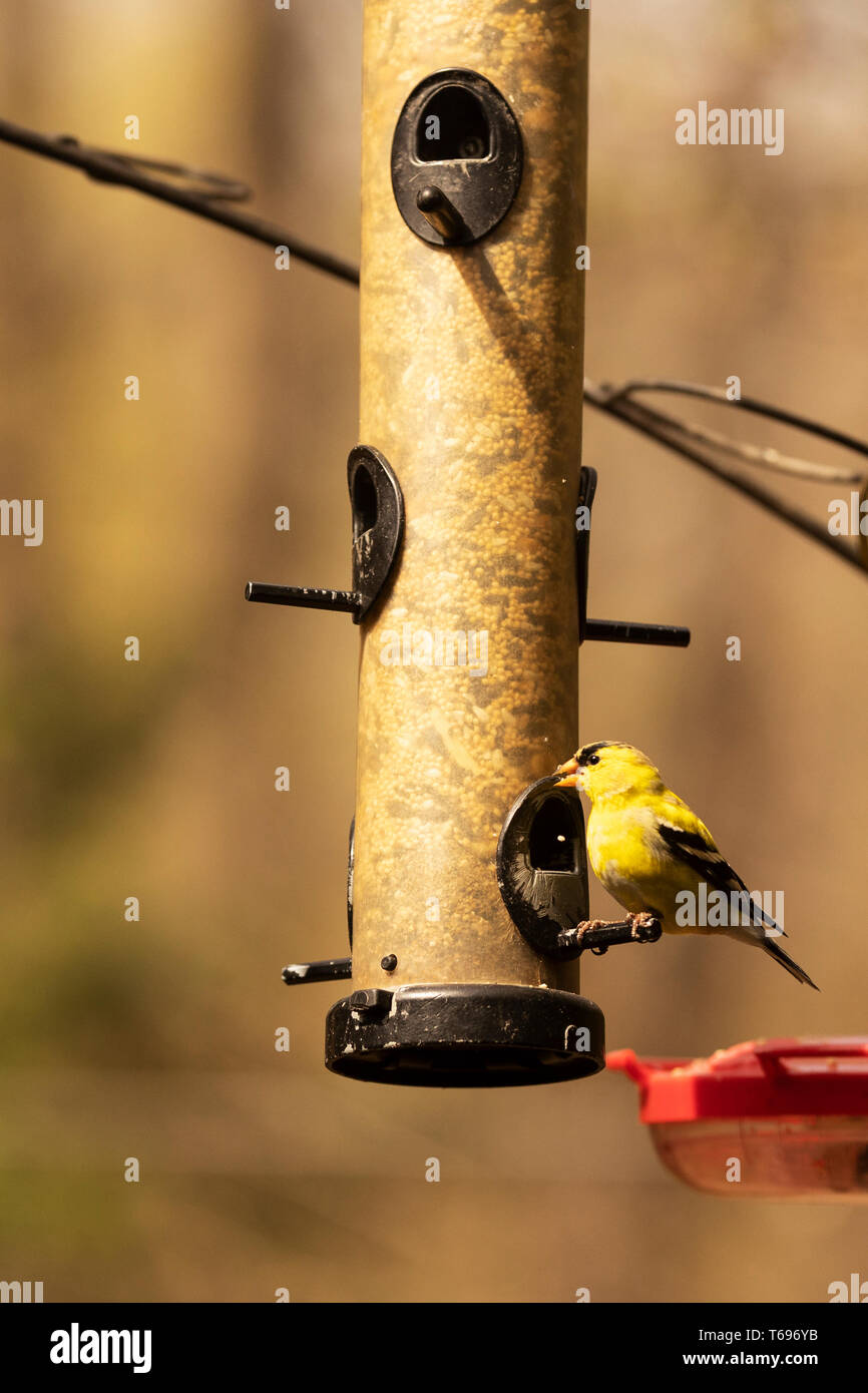 Un orafo americano maschio (Spinus tristis) che mangia da un birdfeeder in primavera ad Indianapolis, Indiana, Stati Uniti. Foto Stock