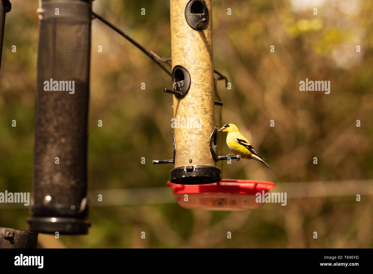 Un orafo americano maschio (Spinus tristis) che mangia da un birdfeeder in primavera ad Indianapolis, Indiana, Stati Uniti. Foto Stock