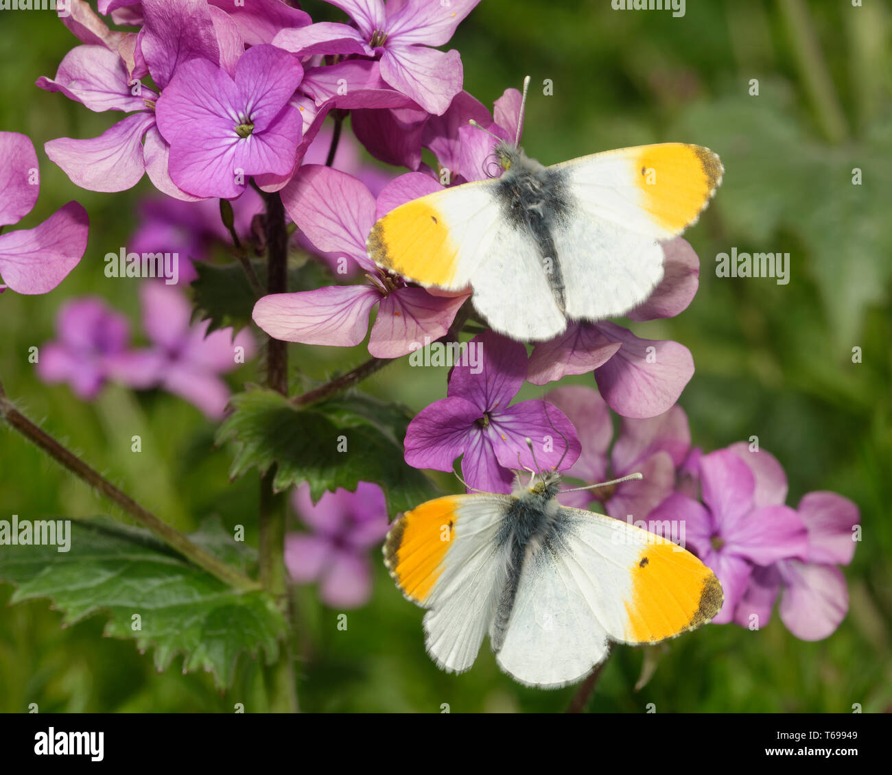 Punta arancione Butterfly - Anthocharis cardamines due maschi sulla onestà fiori - Lunaria annua Foto Stock