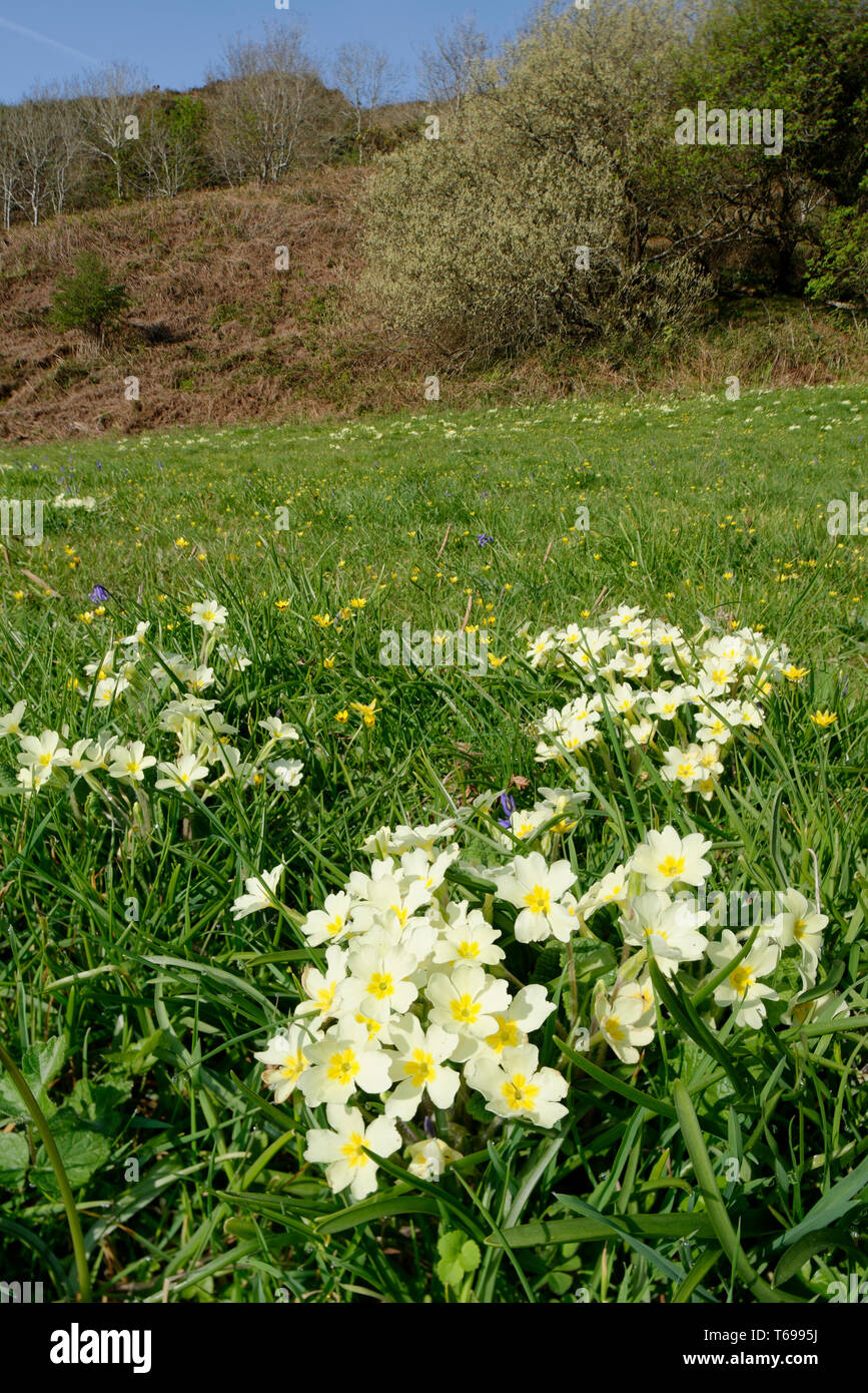 Primrose - Primula vulgaris crescendo in Prato della Valle Kinever, North Devon Coast Foto Stock