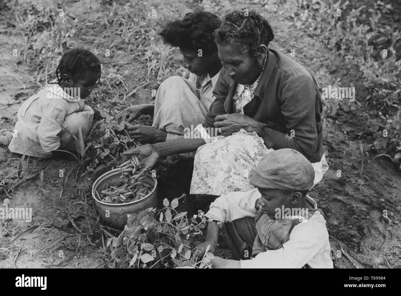 Fotografia in bianco e nero, girato da un elevato angolo di un maturo, donna afro-americana e tre bambini, seduti in un insieme in un campo di sporcizia, picking piselli a mano e di depositarli in un contenitore metallico; situato nel fiume Flint Fattorie, GEORGIA, STATI UNITI D'AMERICA; fotografato da Marion Post Walcott, sotto il patrocinio degli Stati Uniti " Farm Security Administration, Maggio, 1939. Dalla Biblioteca Pubblica di New York. () Foto Stock