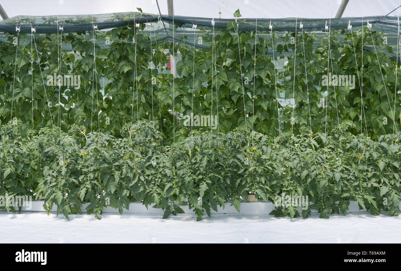 Semi Di Ricino Semi Di Cetriolo Mini Snack Picolino F1 - Resistente All'oidio, Per Orto Semi Orto Facili Da Coltivare - Foto 8