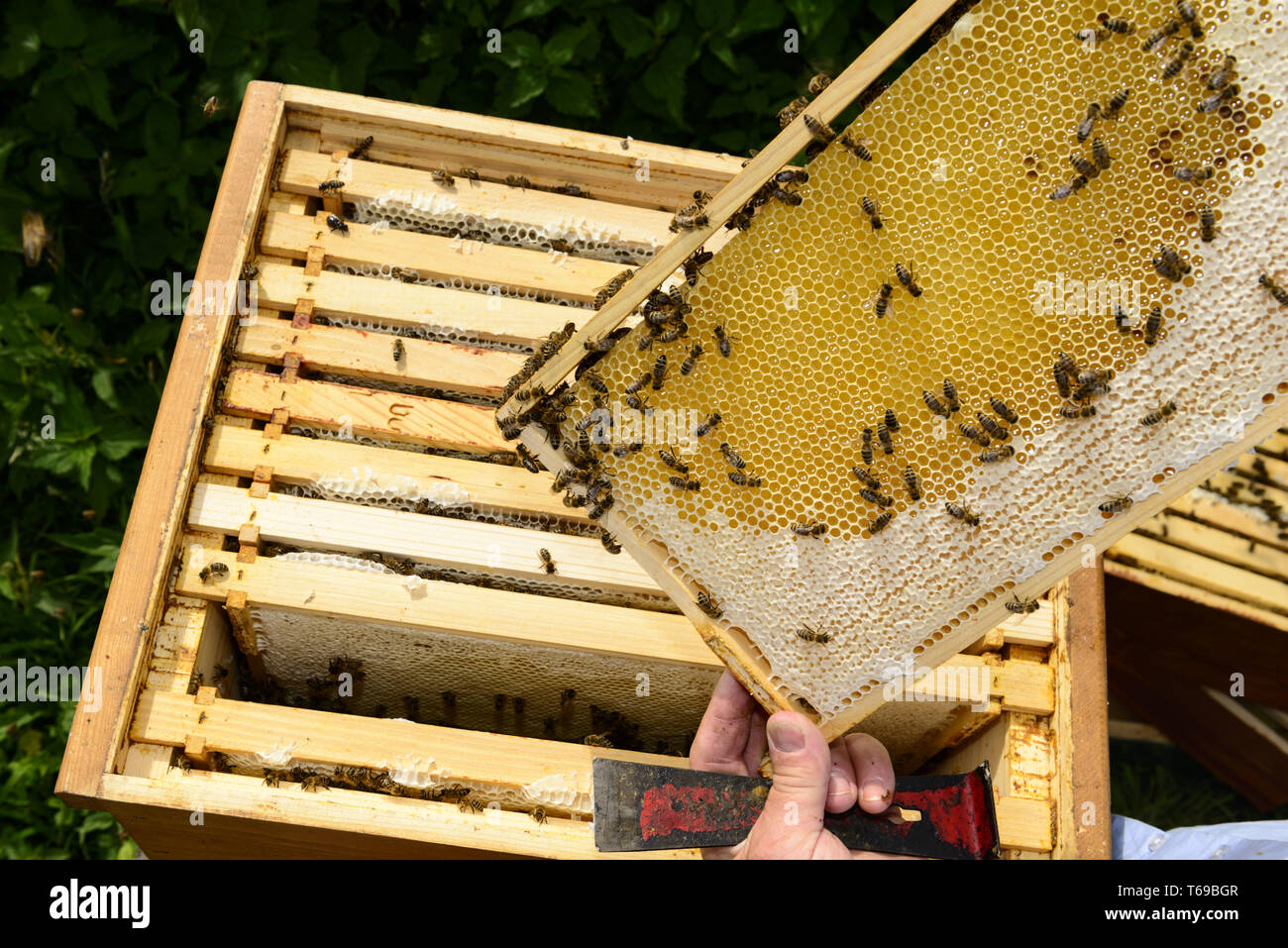 Guardando sopra la spalla di apicoltori per il telaio a nido d'ape con api Foto Stock