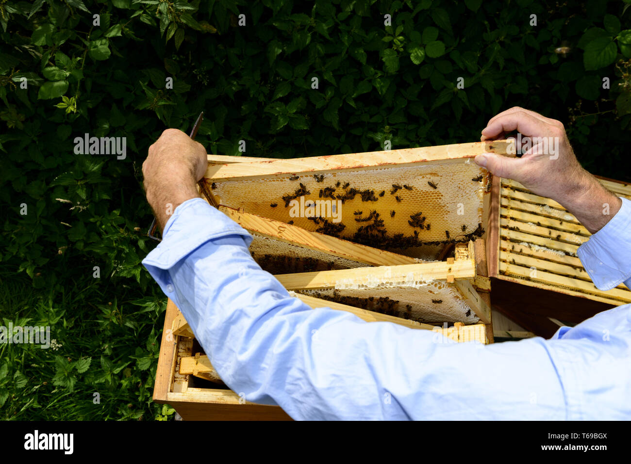 Guardando sopra la spalla di apicoltori per il telaio a nido d'ape con api Foto Stock