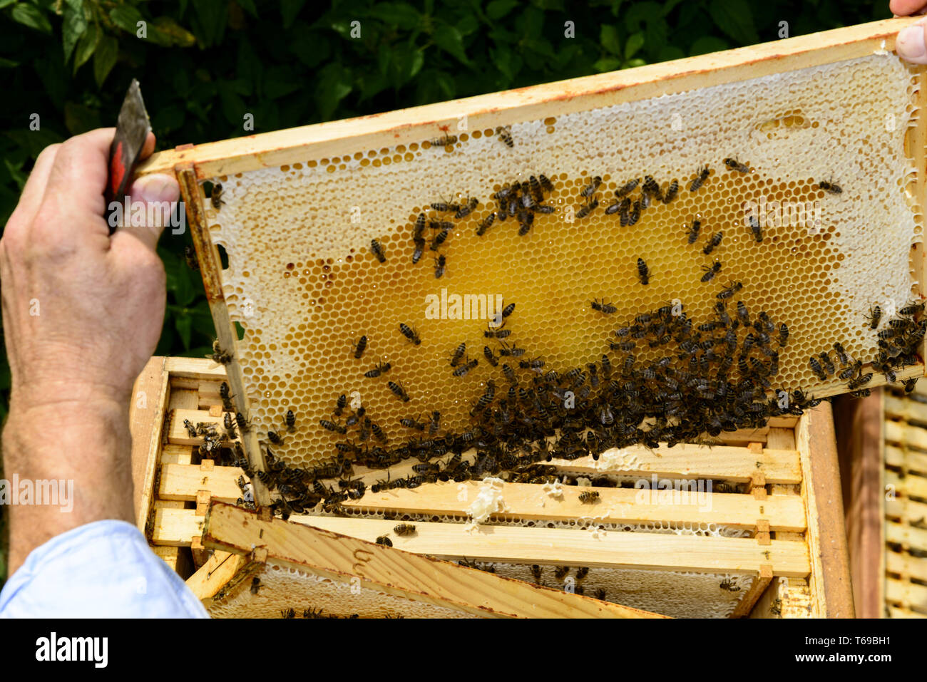 Guardando sopra la spalla di apicoltori per il telaio a nido d'ape con api Foto Stock