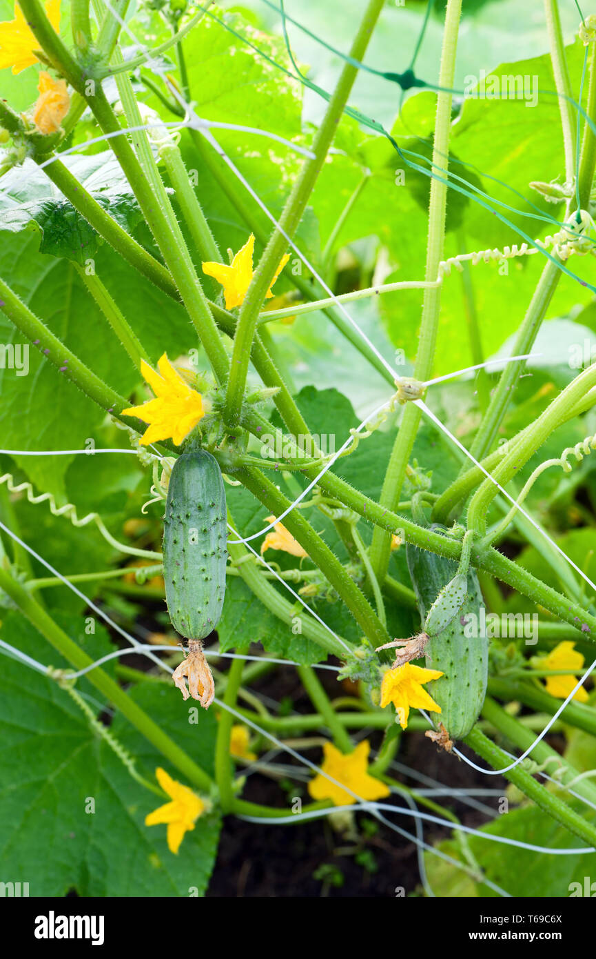 Fresco, giovane, verde cetrioli sul letto in giardino. Foto Stock