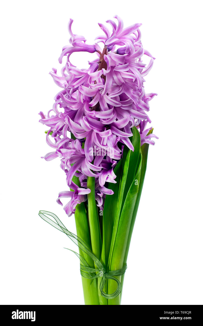 Bouquet di fiori di giacinto disposizione centrotavola isolati su sfondo bianco. Foto Stock