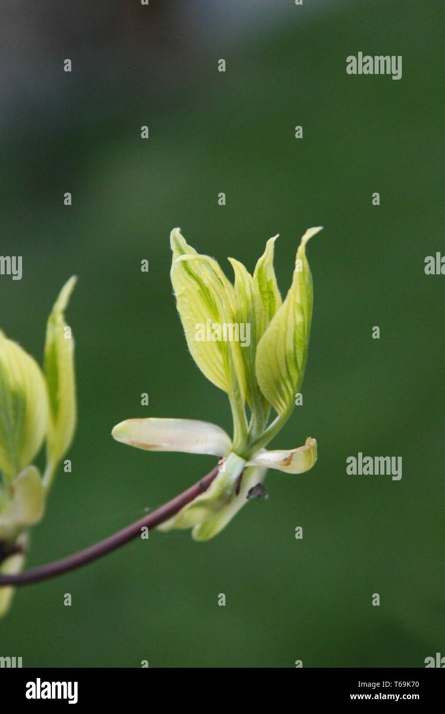 Poco verde fiore Foto Stock