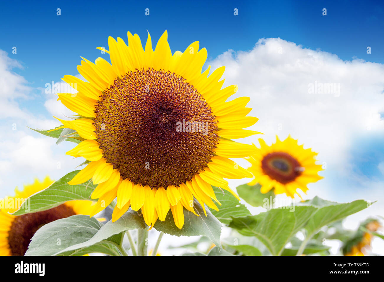 Girasole Foto Stock