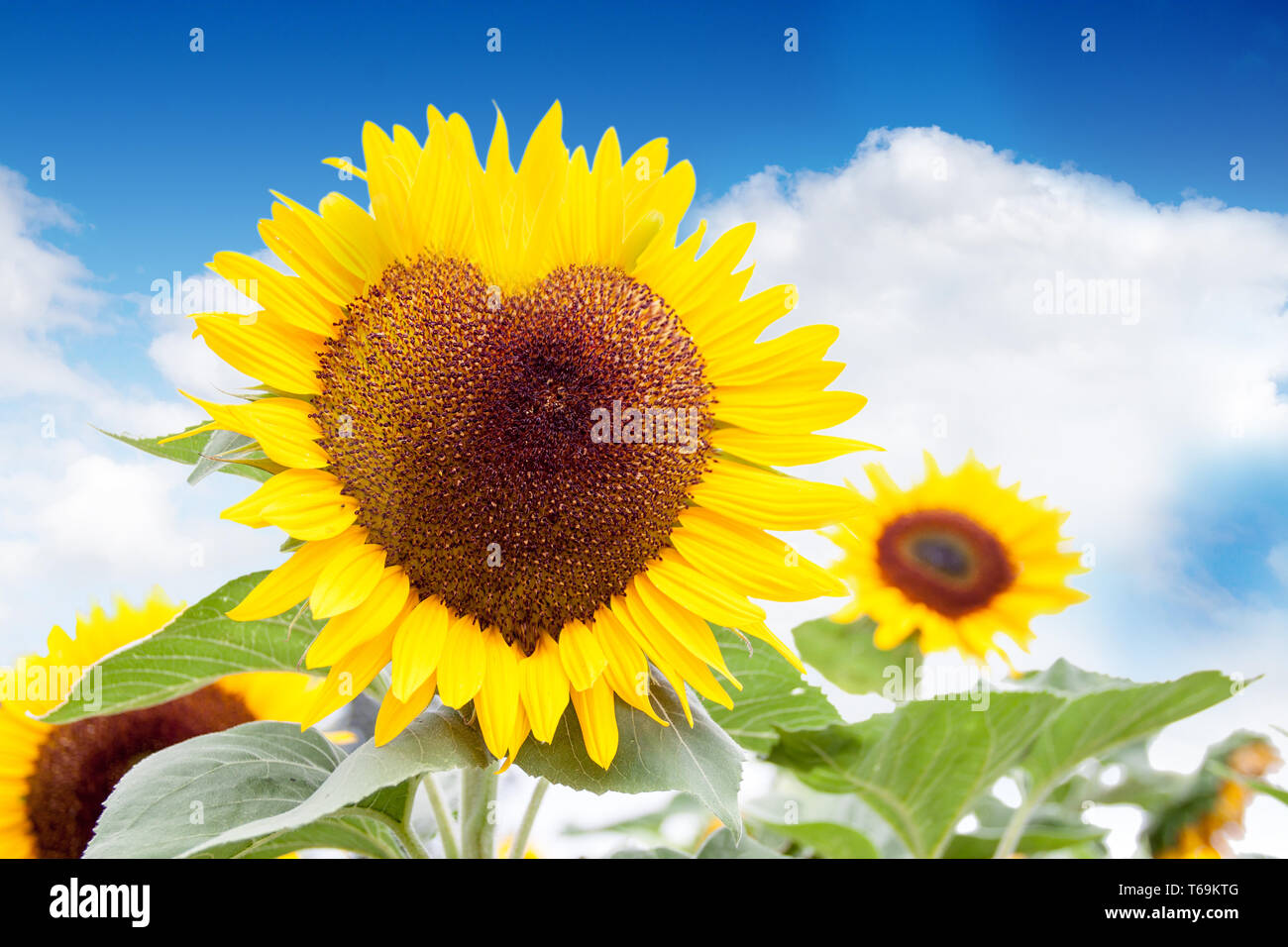 Girasole Foto Stock