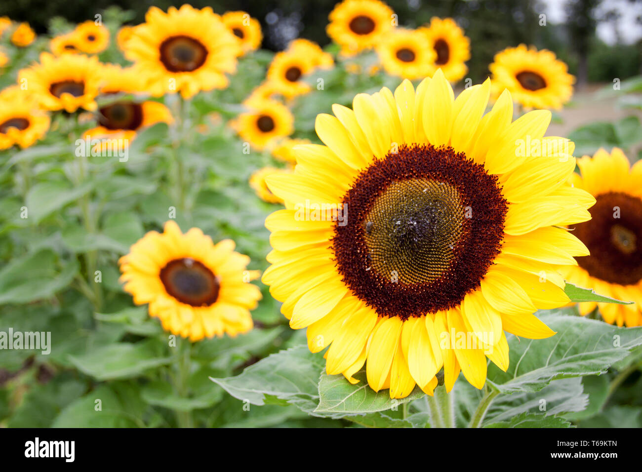 Girasole Foto Stock