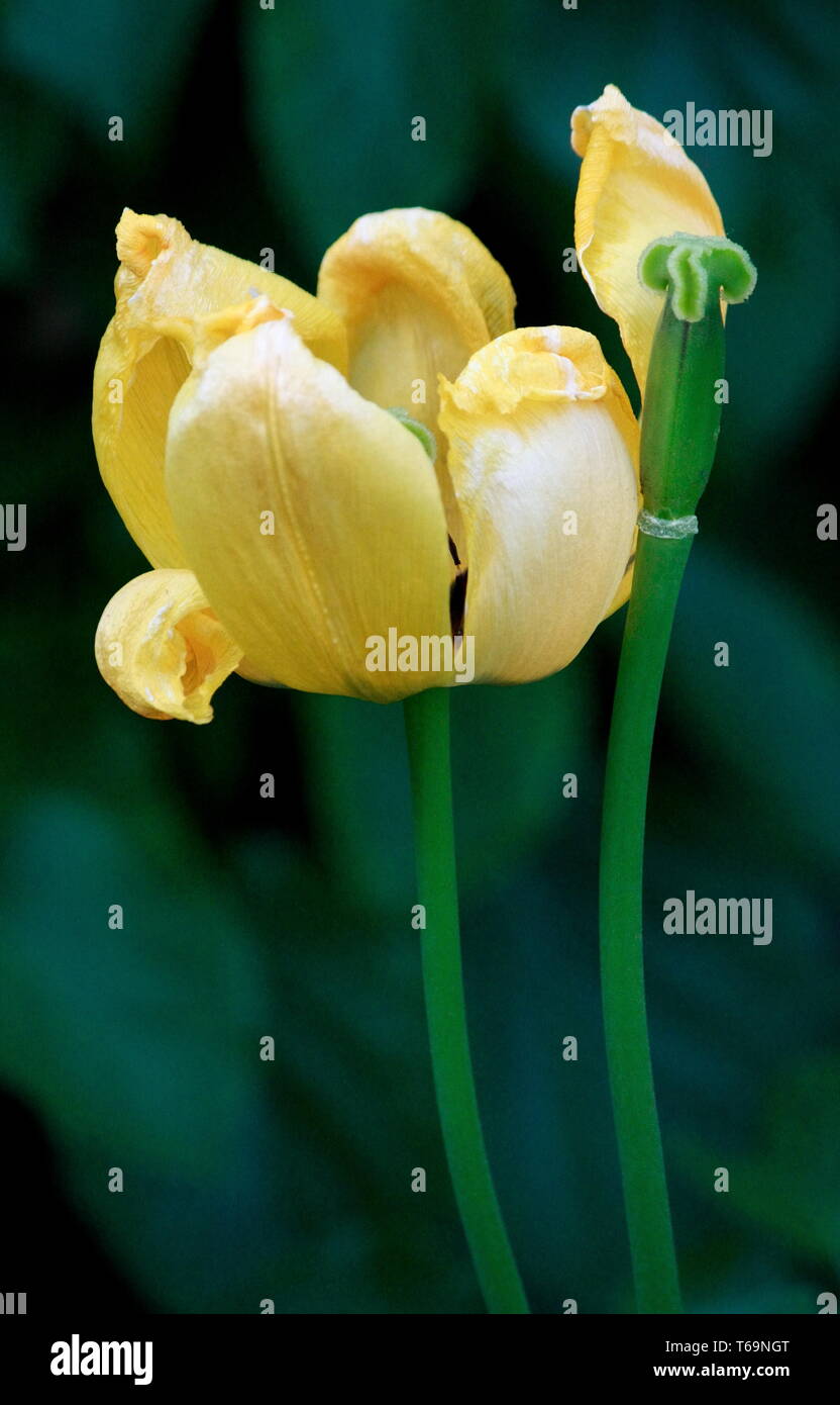 Due tulipani gialli, fioritura, uno senza petalo Foto Stock