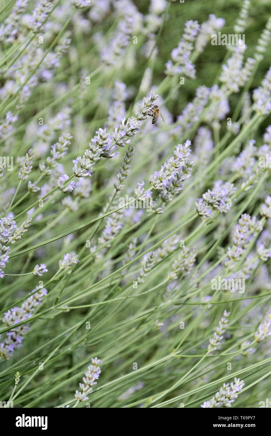 Lavanda Foto Stock