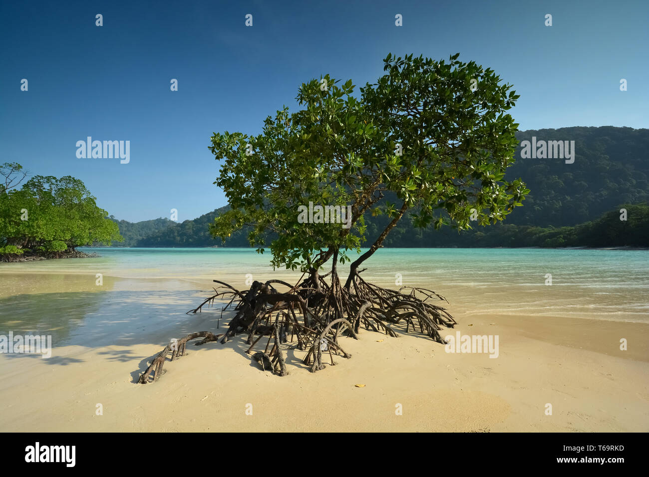 Mangrove tree in un'idilliaca spiaggia di La ko Surin islands national park, Thailandia Foto Stock