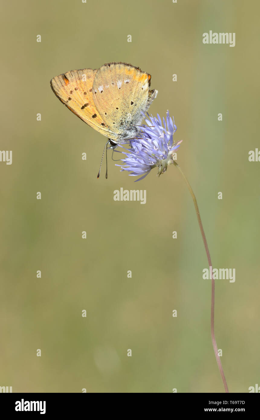 Scarse in rame, Lycaena virgaureae Foto Stock