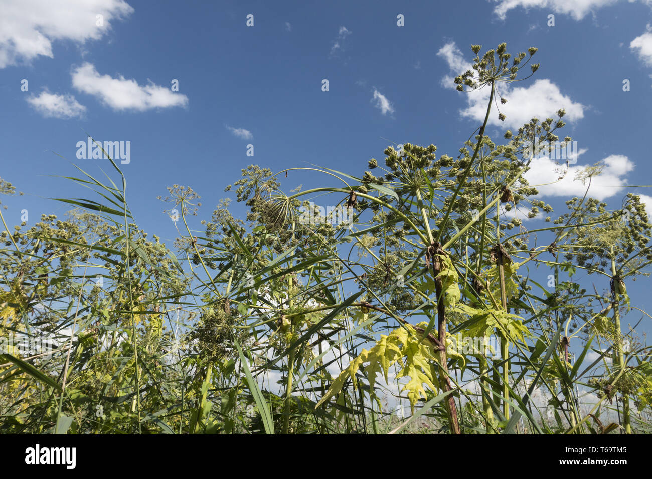 Giant hogweed, Heracleum mantegazzianum Foto Stock