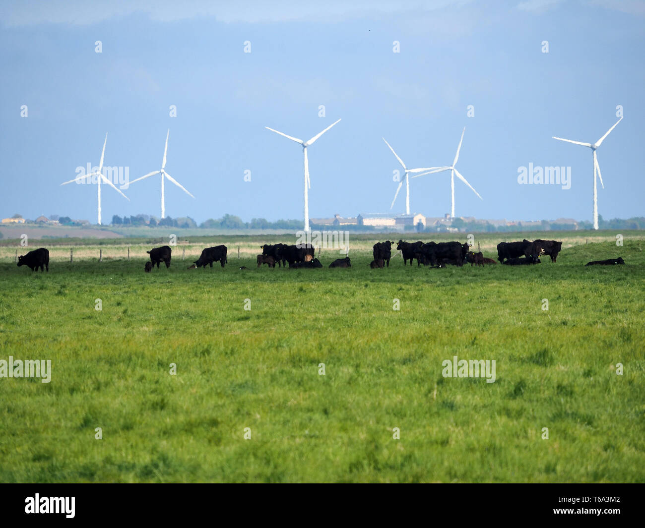 Elmley, Kent, Regno Unito. 30 apr, 2019. Regno Unito Meteo: un soleggiato e caldo pomeriggio in Elmley, Kent. Credito: James Bell/Alamy Live News Foto Stock