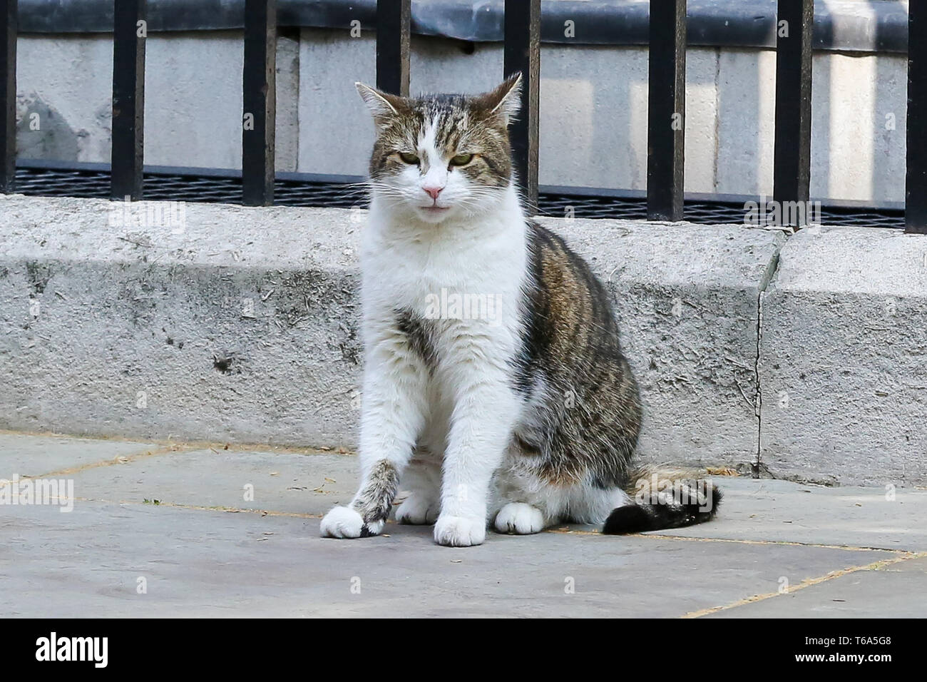 Londra, UK, UK. 30 apr, 2019. Larry, 10 Downing Street cat e Chief Mouser per l'Ufficio di gabinetto è visto seduto sui gradini del n. 10 di Downing Street a Londra. Credito: Dinendra Haria/SOPA Immagini/ZUMA filo/Alamy Live News Foto Stock