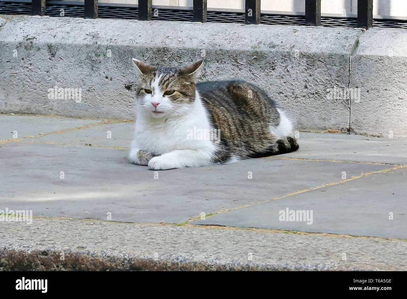 Londra, UK, UK. 30 apr, 2019. Larry, 10 Downing Street cat e Chief Mouser per l'Ufficio di gabinetto è visto che giace sulle fasi di n. 10 di Downing Street a Londra. Credito: Dinendra Haria/SOPA Immagini/ZUMA filo/Alamy Live News Foto Stock