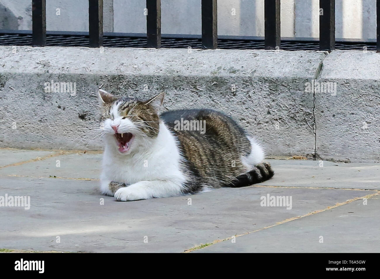 Londra, UK, UK. 30 apr, 2019. Larry, 10 Downing Street cat e Chief Mouser per l'Ufficio di gabinetto è visto che giace sulle fasi di n. 10 di Downing Street a Londra. Credito: Dinendra Haria/SOPA Immagini/ZUMA filo/Alamy Live News Foto Stock