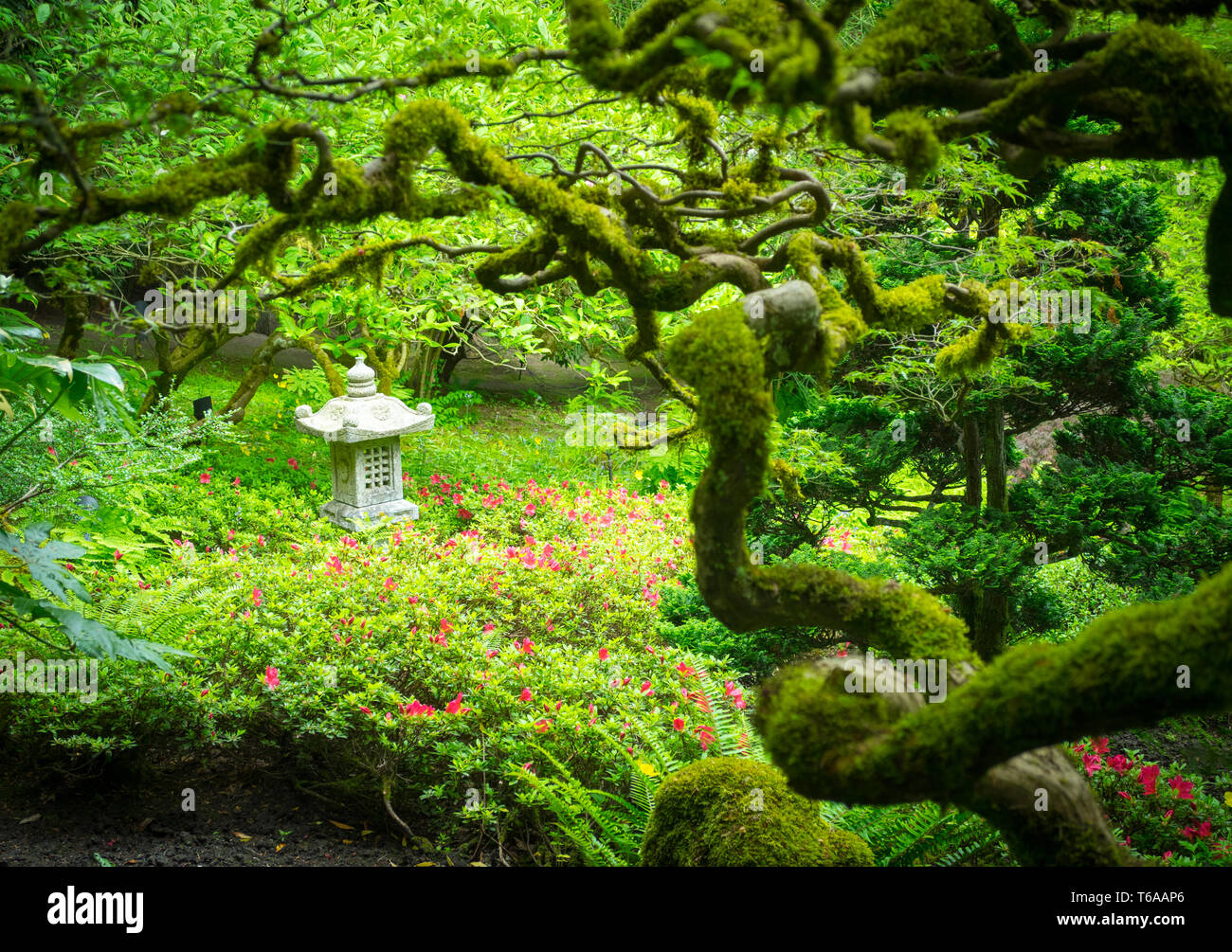 Coperte di muschio rami, aceri giapponesi e un giapponese lanterna di pietra adornano il giardino giapponese ai Giardini Butchart in estate. Brentwood Bay, Canada. Foto Stock