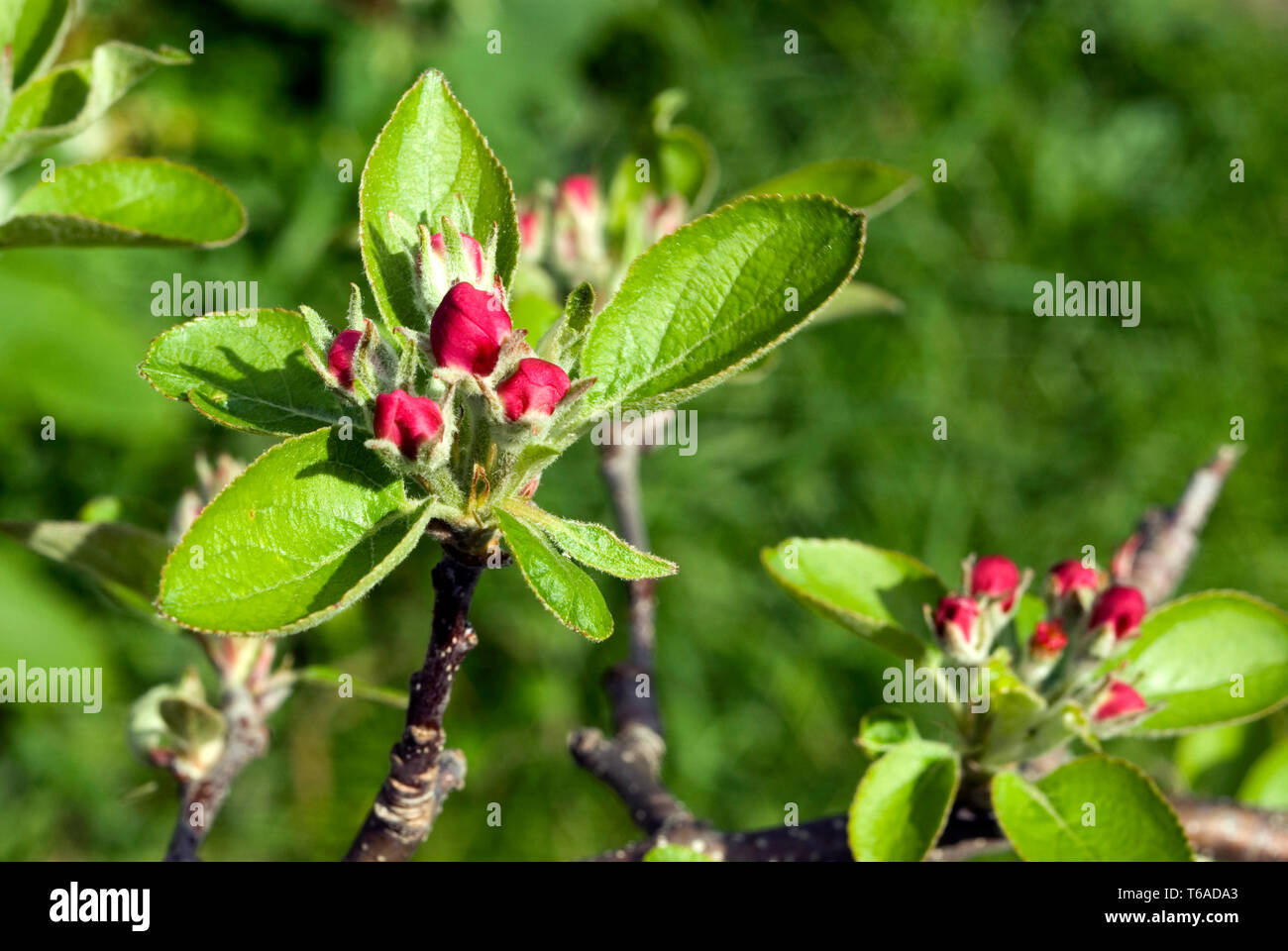 Apple boccioli di fiori Foto Stock
