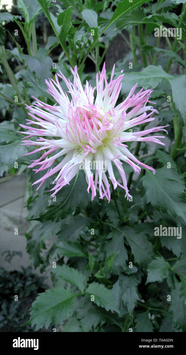 Cactus-Dahlia (Dahlia) Foto Stock