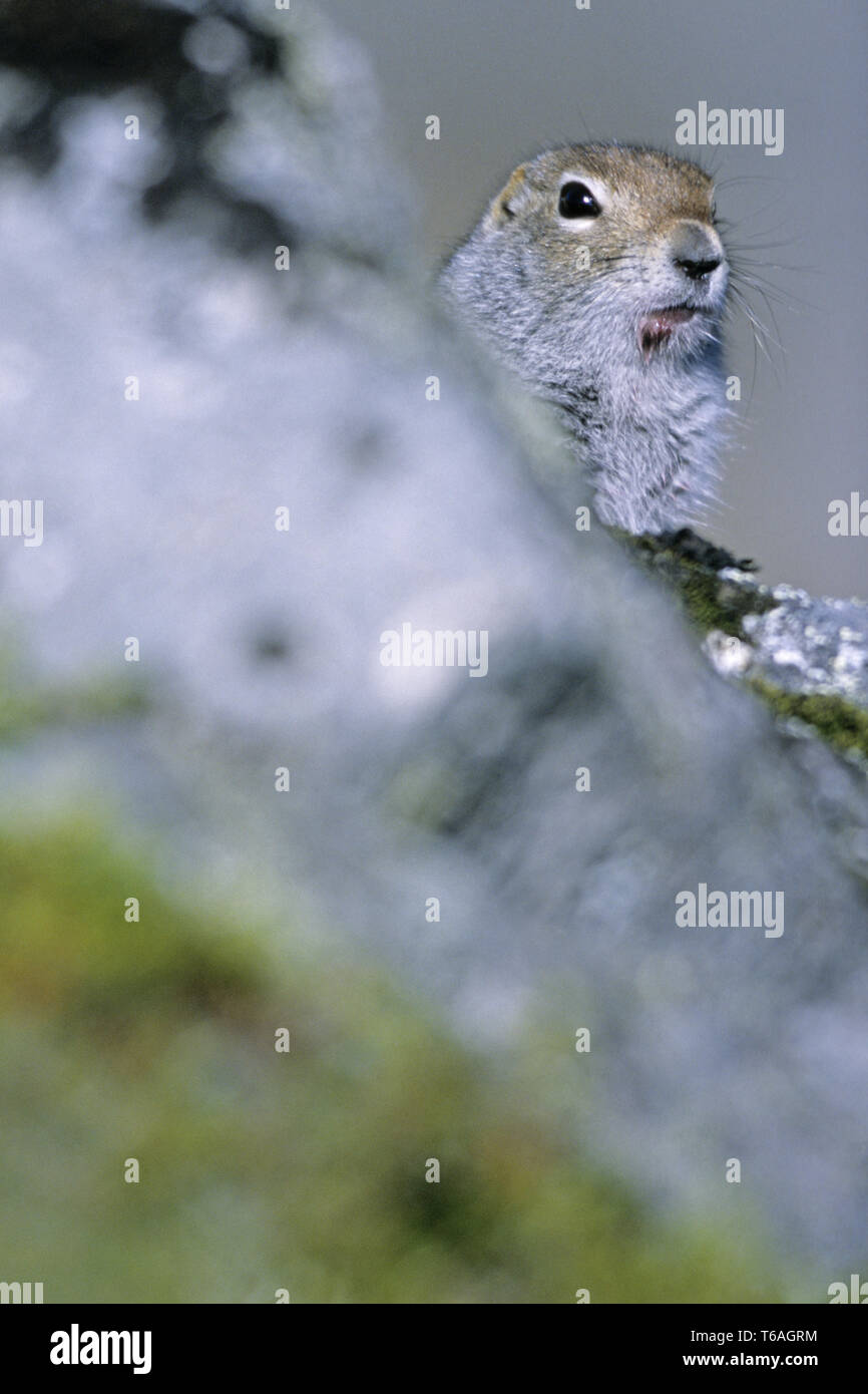 Terra artica scoiattolo, molte persone in Alaska li chiamano Parka scoiattolo Foto Stock