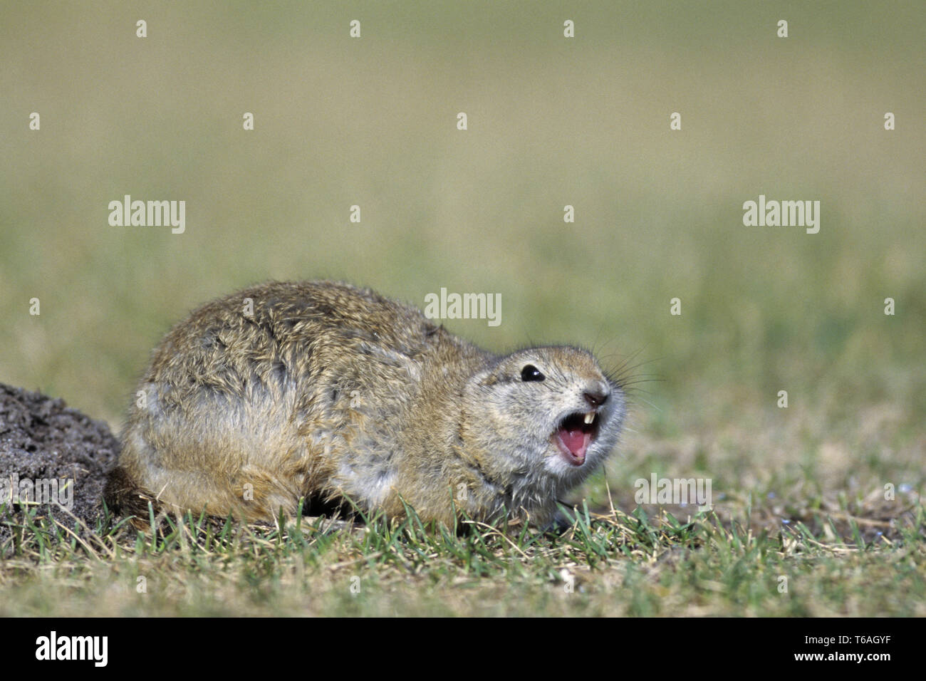 Massa Richardsons scoiattolo , individui dare delle chiamate di allarme quando approccio predatori Foto Stock